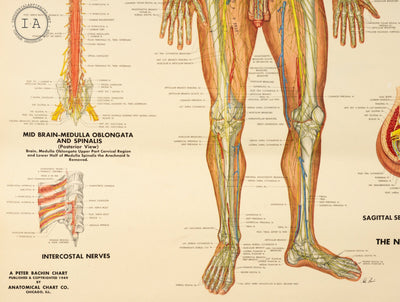1949 Peter Bachin Male Anatomy Nervous System Chart