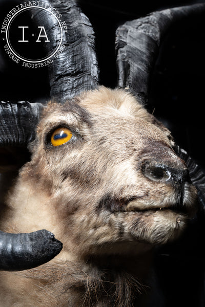 The Jacob Four-Horned Sheep Shoulder Mount Taxidermy