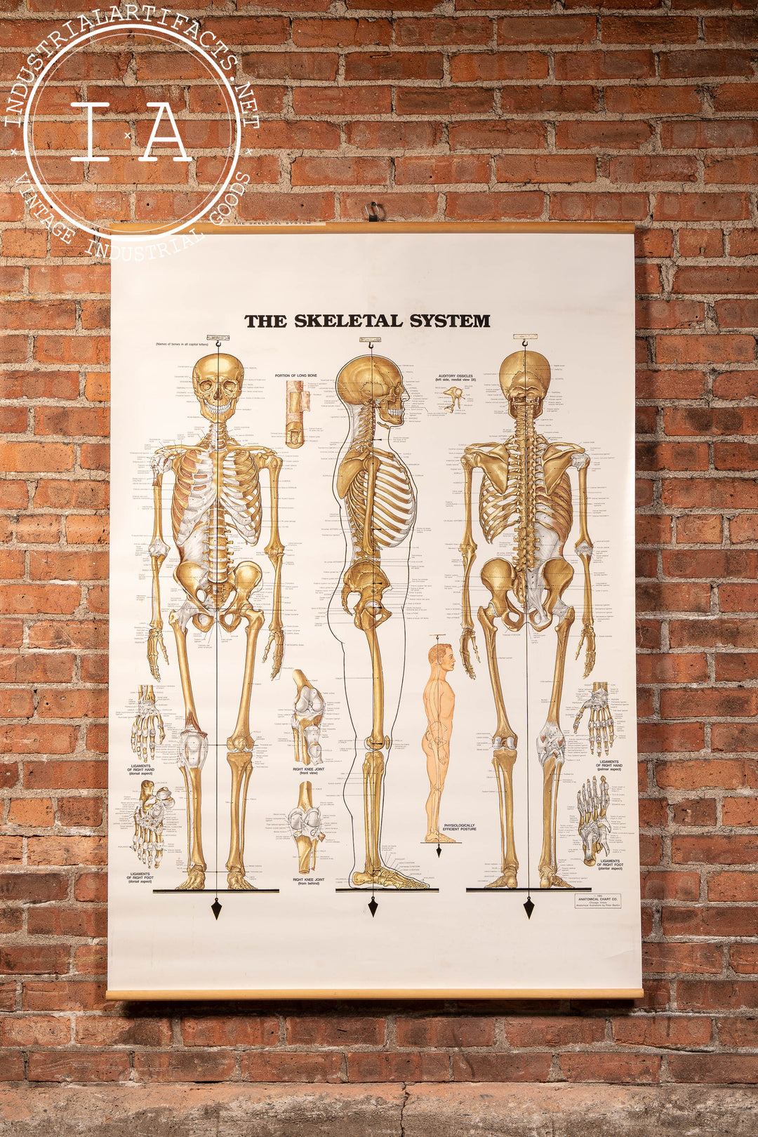 Vintage Anatomical Pull-Down Chart by Anatomical Chart Co