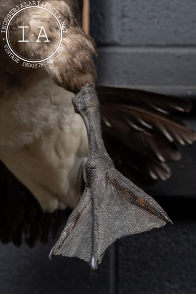 Canada Goose Taxidermy Full-Body Mount