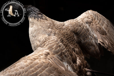 Canada Goose Taxidermy Full-Body Mount