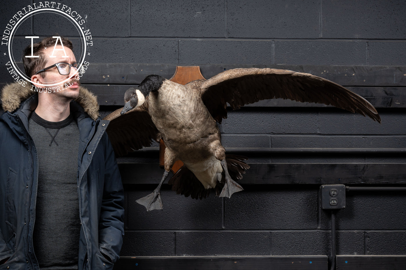 Canada Goose Taxidermy Full-Body Mount