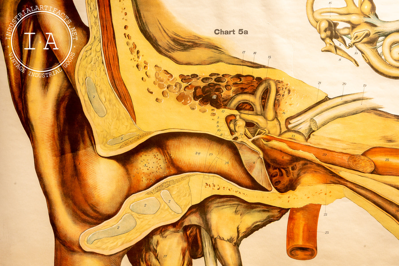 c. 1918 American Frohse Anatomical Chart