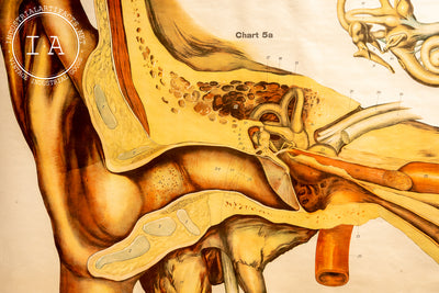 c. 1918 American Frohse Anatomical Chart
