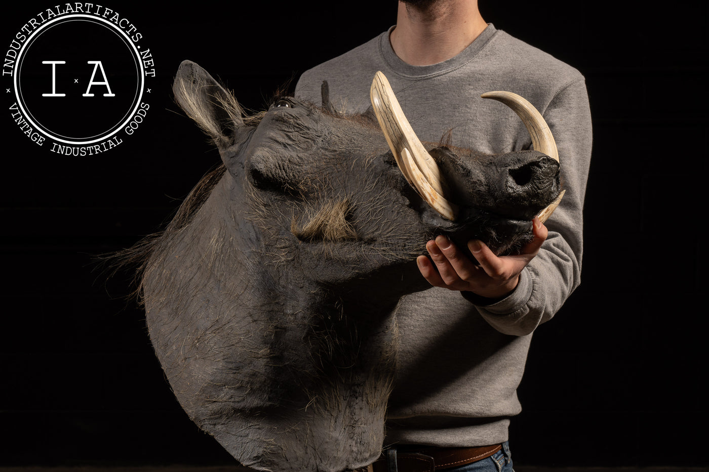 Common Warthog Hunting Trophy