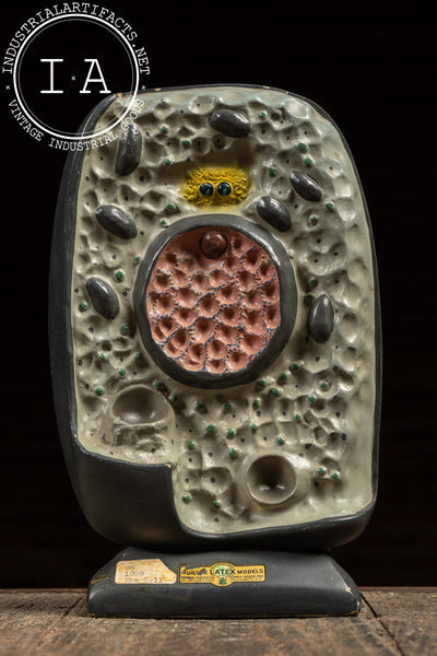 The Cell | Vintage Turtox Scientific Model by General Biological Supply