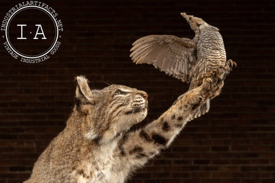 Vintage Taxidermy Bobcat with Quail Mount