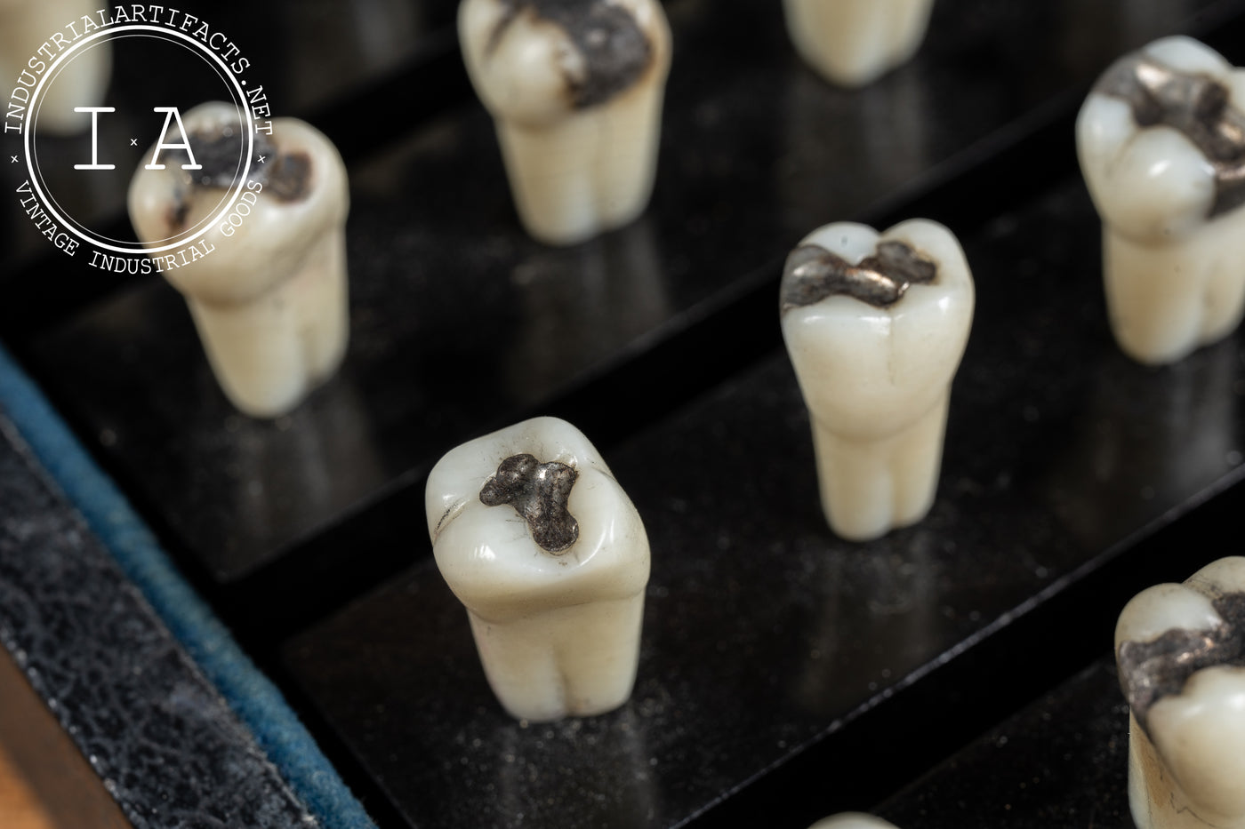 Vintage Dentoform Tooth Case