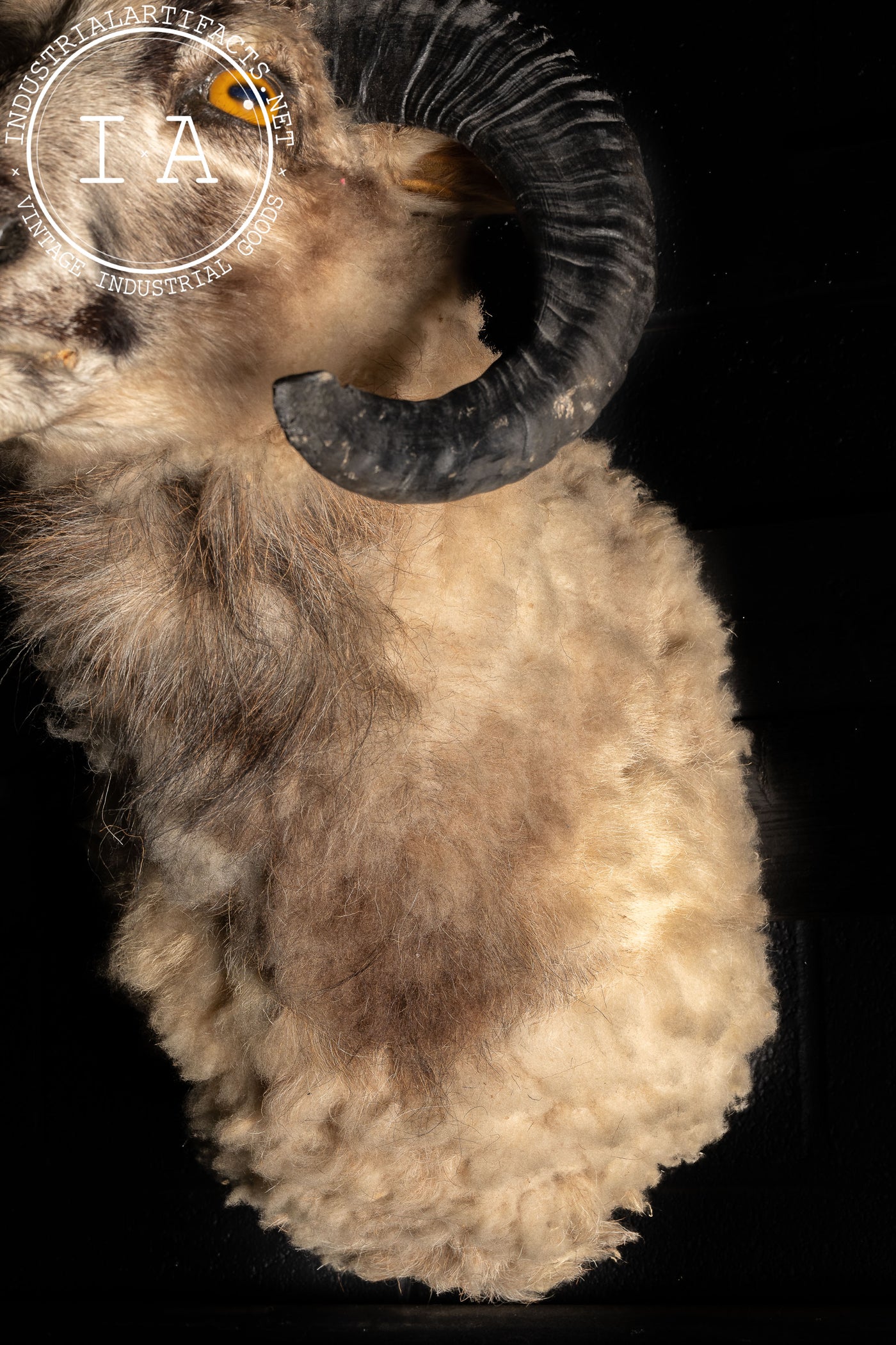 The Jacob Four-Horned Sheep Shoulder Mount Taxidermy