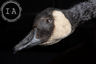 Canada Goose Taxidermy Full-Body Mount