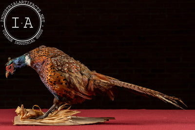 Vintage Ring-Necked Pheasant Taxidermy Mount