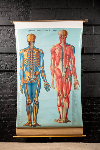 c. 1960s Skeleton and Back Muscle Anatomy Chart