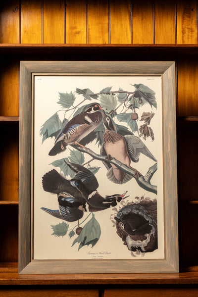 Vintage "Summer or Wood Duck" Framed Audubon Print