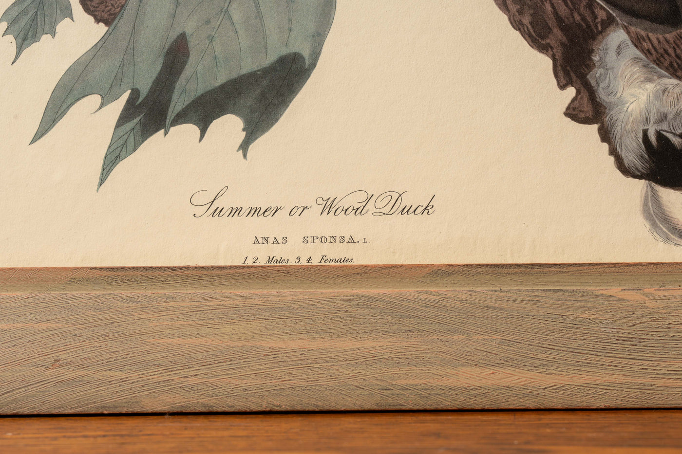 Vintage "Summer or Wood Duck" Framed Audubon Print