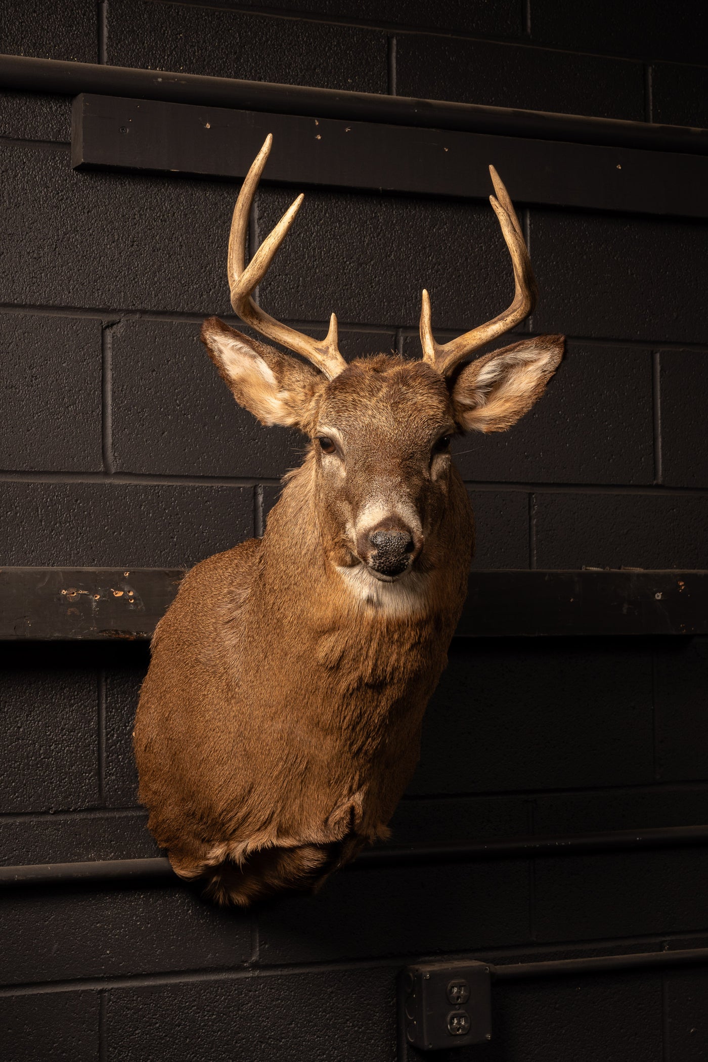 Six-Point Buck Trophy