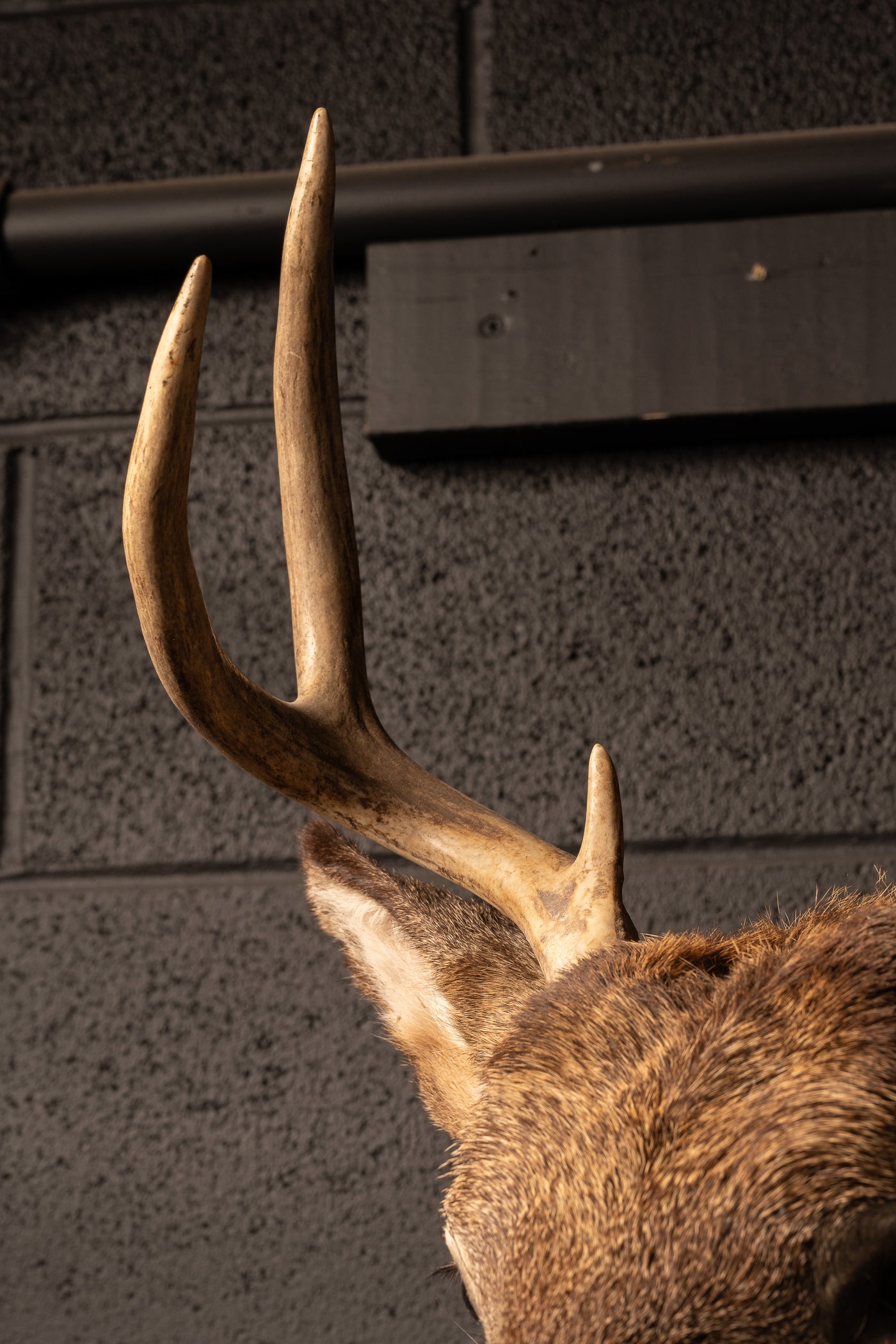 Six-Point Buck Trophy