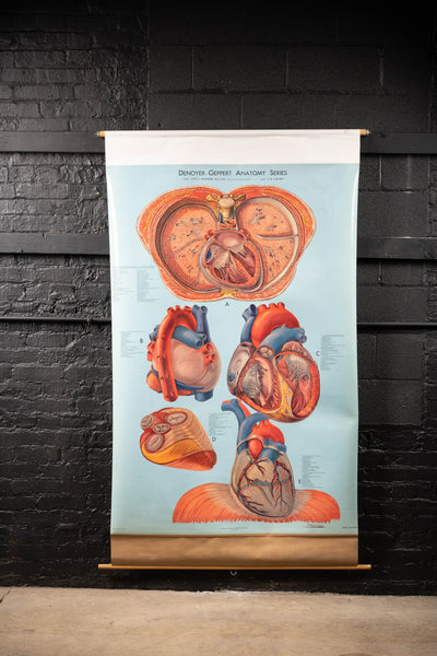 c. 1960s Human Heart Anatomy Pulldown Chart