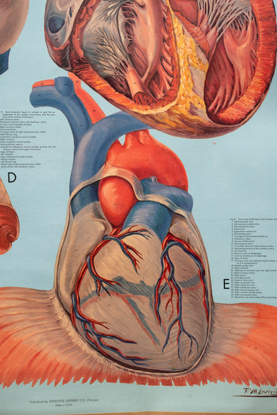 c. 1960s Human Heart Anatomy Pulldown Chart