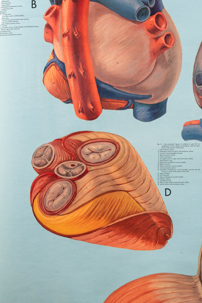 c. 1960s Human Heart Anatomy Pulldown Chart
