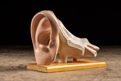 Vintage CENCO Human Ear Model