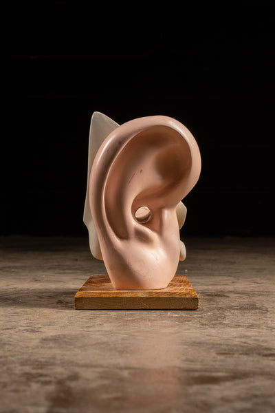Vintage CENCO Human Ear Model