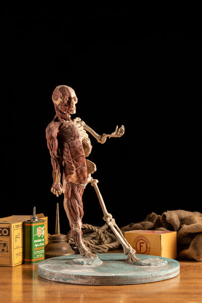 Folk Art Anatomy Model