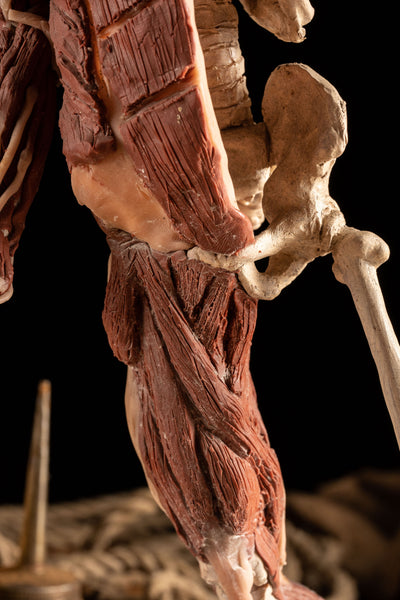 Folk Art Anatomy Model