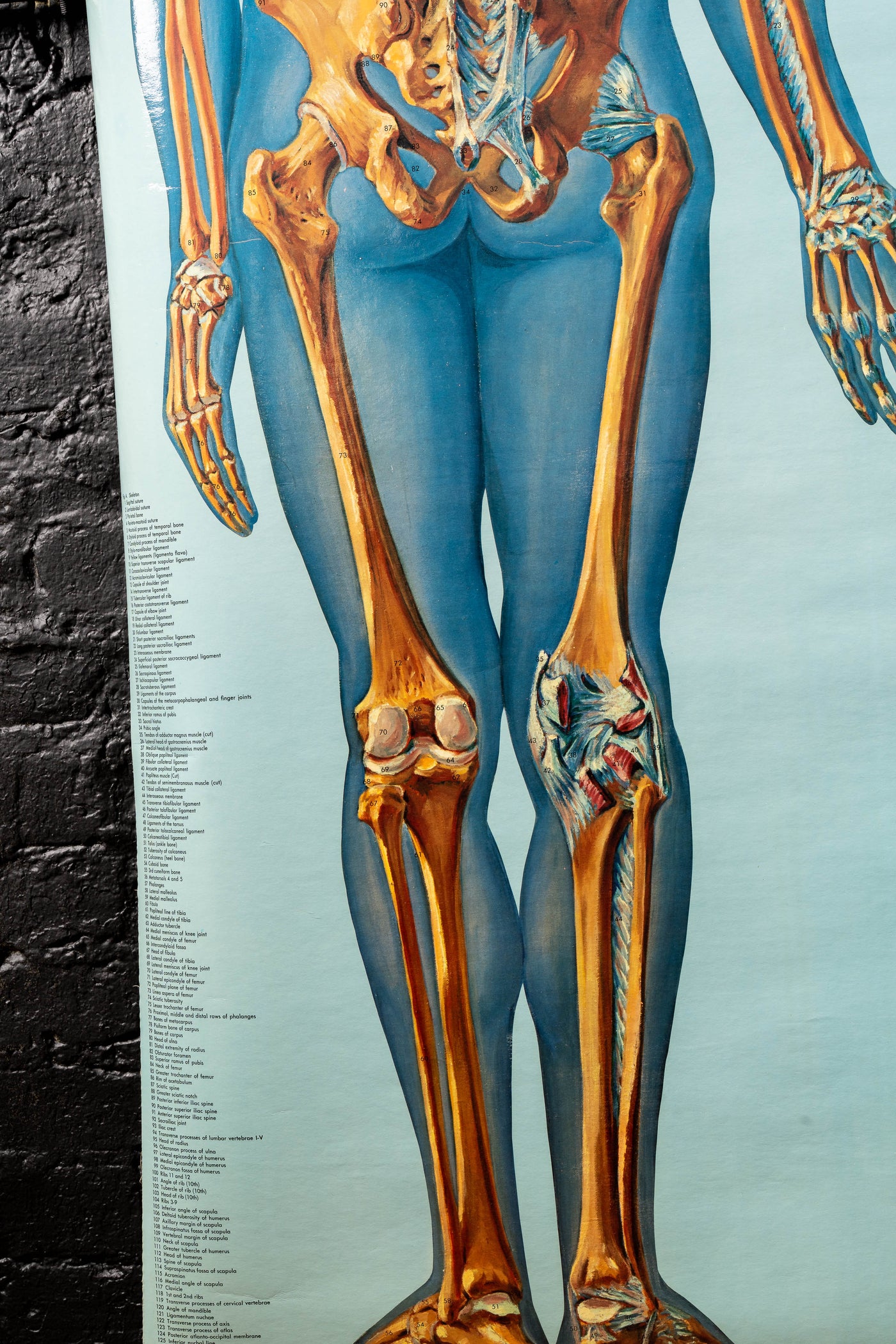 c. 1960s Skeleton and Back Muscle Anatomy Chart