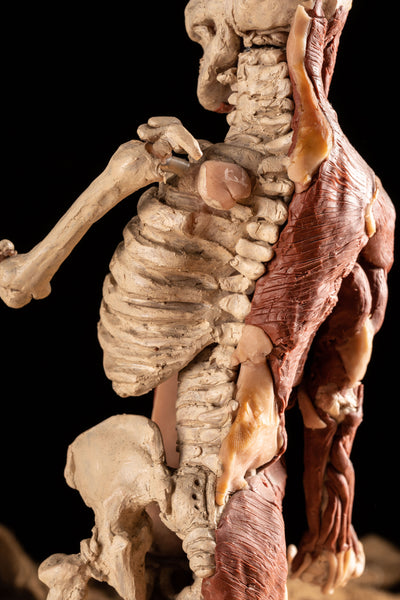 Folk Art Anatomy Model