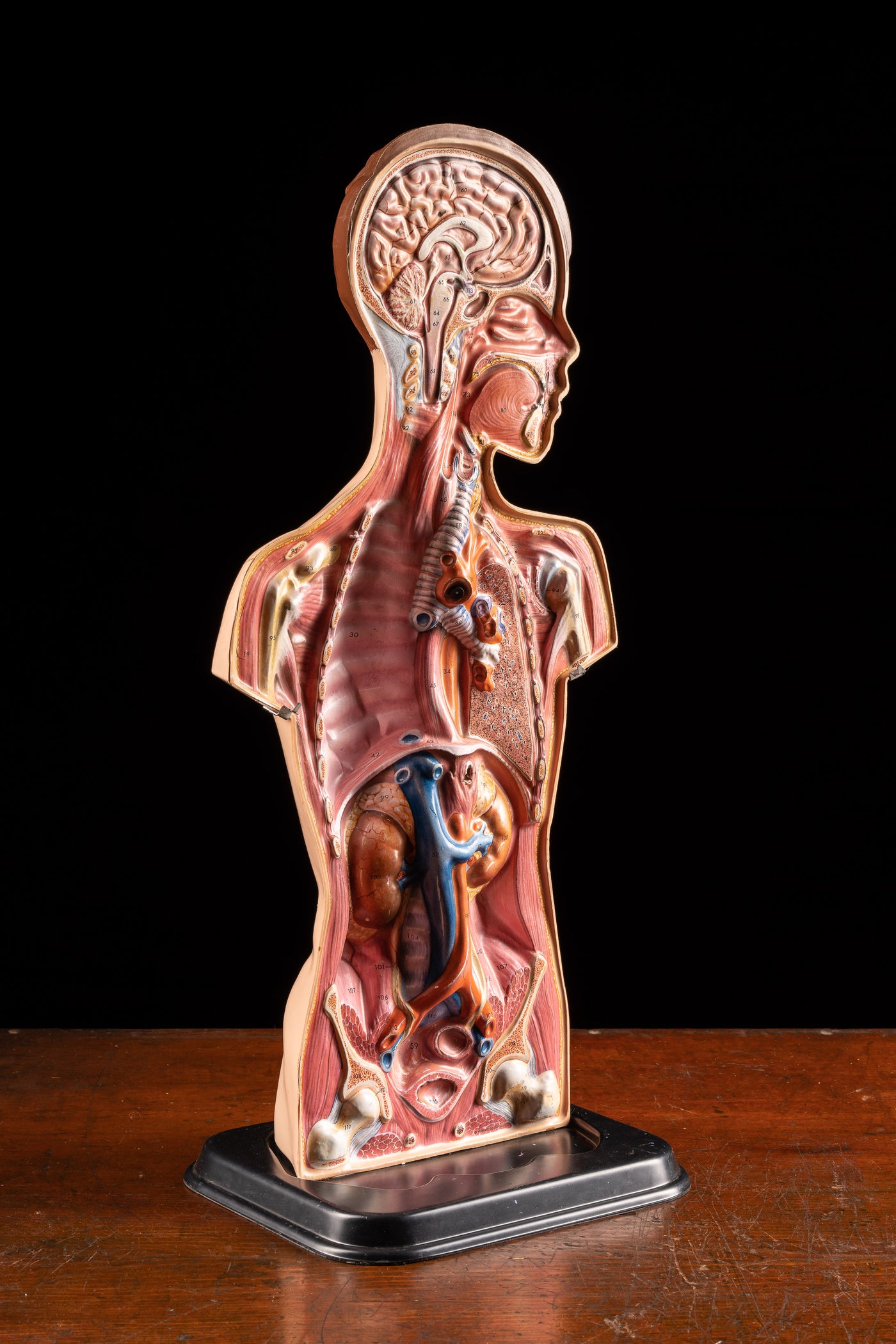 Vintage Hubbard Male Anatomy Figure
