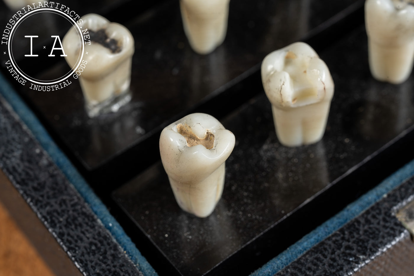 Vintage Dentoform Tooth Case