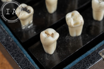 Vintage Dentoform Tooth Case