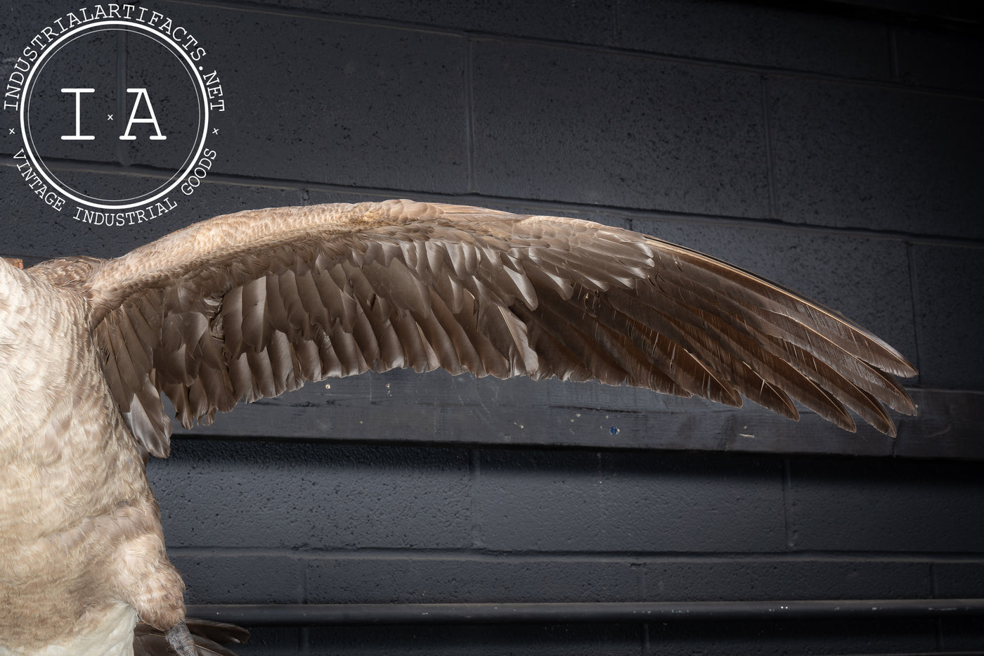 Canada Goose Taxidermy Full-Body Mount