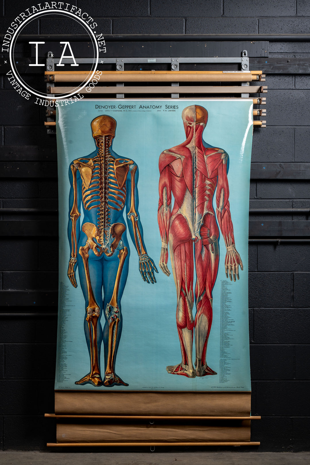 Vintage Chart Rack with Four Denoyer-Geppert Anatomy Charts