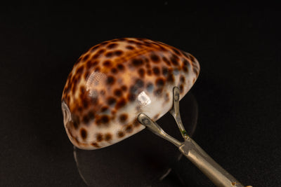 Vintage Cowrie Shell Ladle with Bakelite Handle