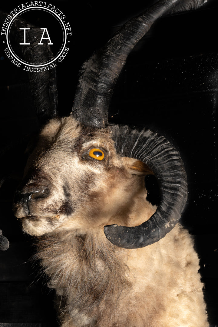 The Jacob Four-Horned Sheep Shoulder Mount Taxidermy – Industrial