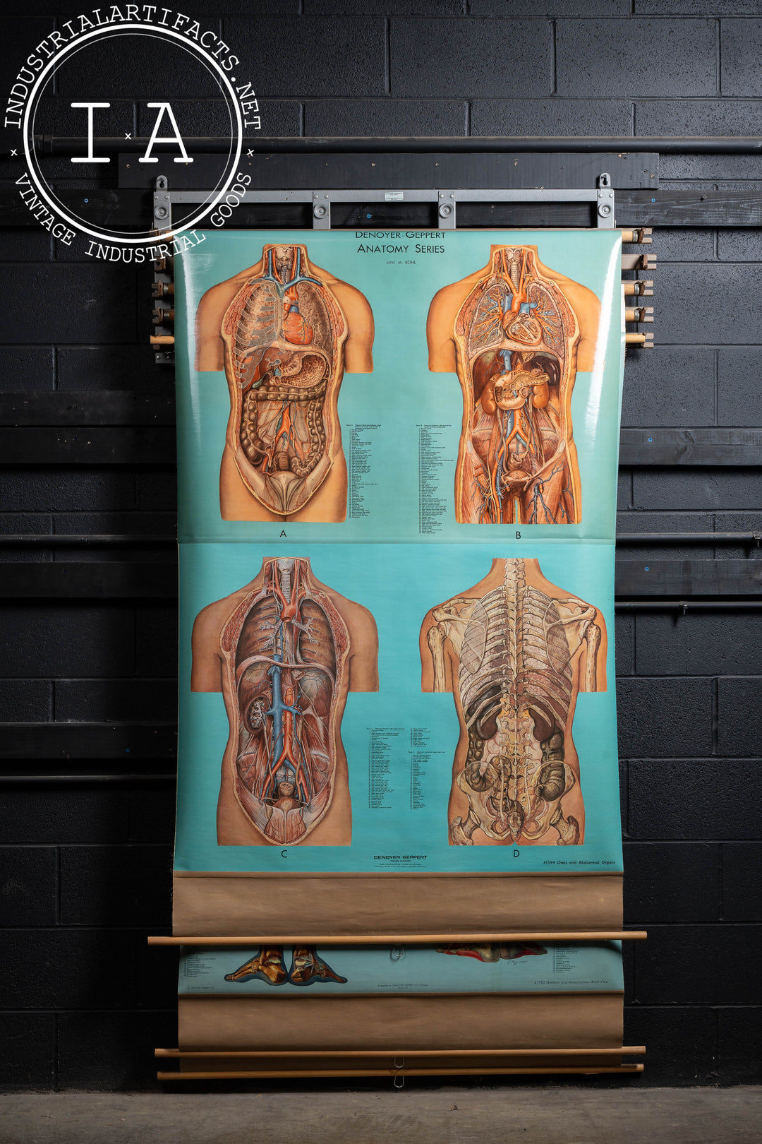 Vintage Chart Rack with Four Denoyer-Geppert Anatomy Charts
