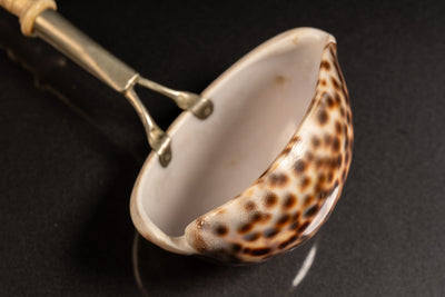 Vintage Cowrie Shell Ladle with Bakelite Handle