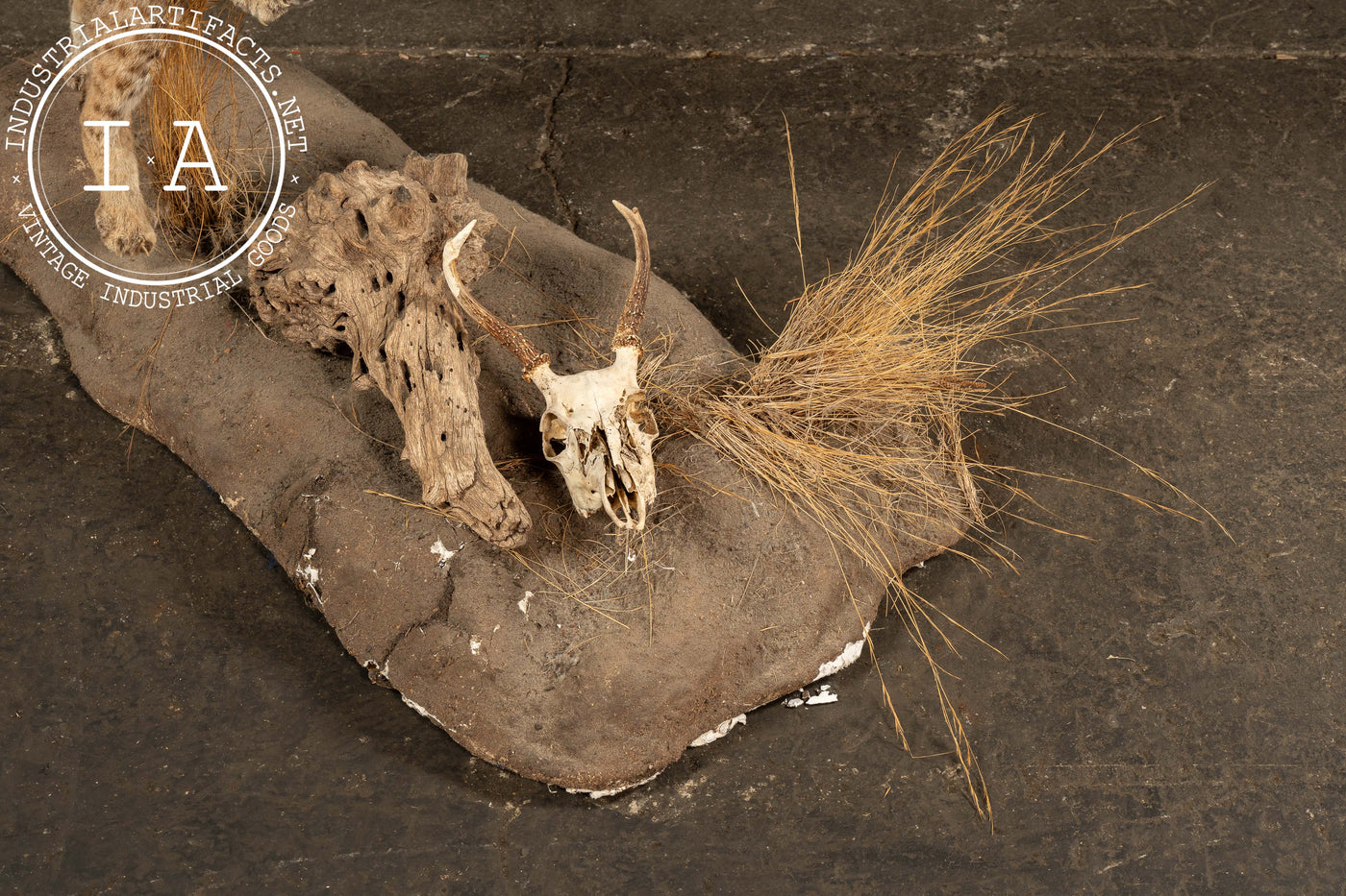 Vintage Taxidermy Bobcat with Quail Mount