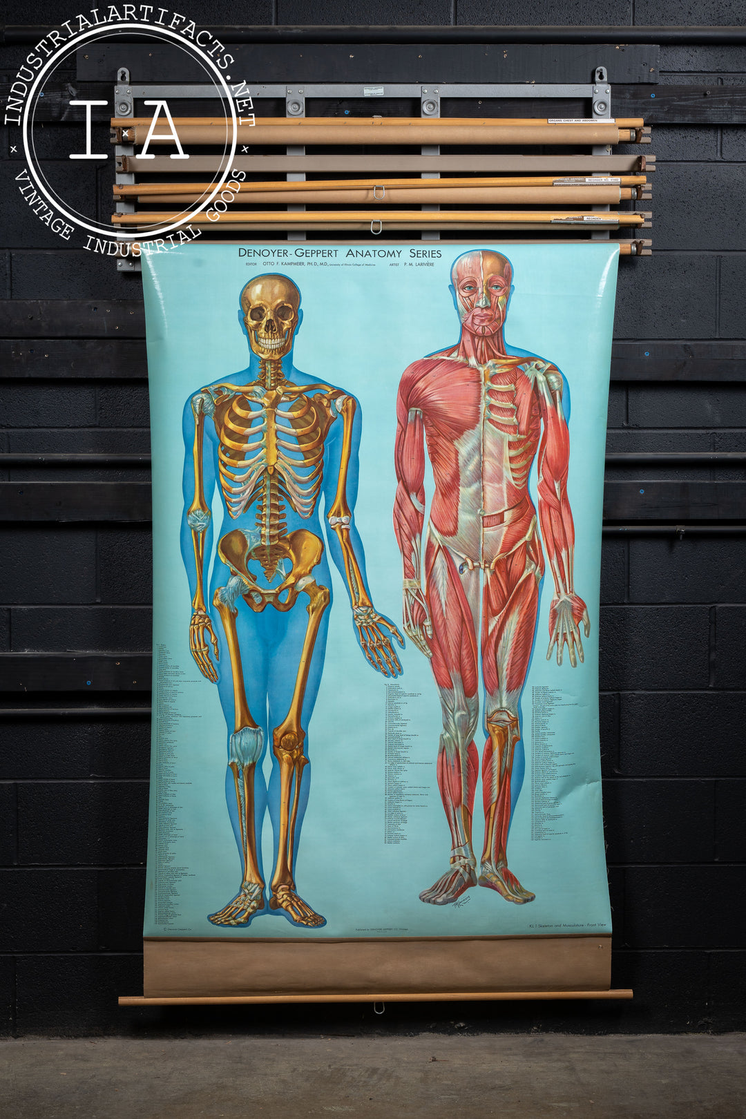 Vintage Chart Rack with Four Denoyer-Geppert Anatomy Charts