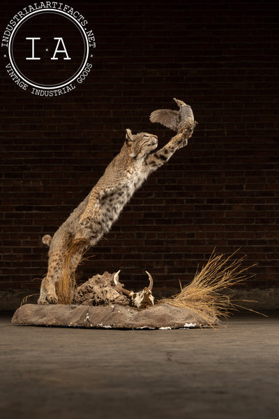 Vintage Taxidermy Bobcat with Quail Mount