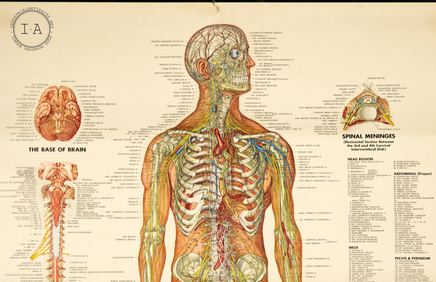 1949 Peter Bachin Male Anatomy Nervous System Chart