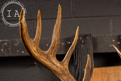 12-Point Buck Deer Trophy