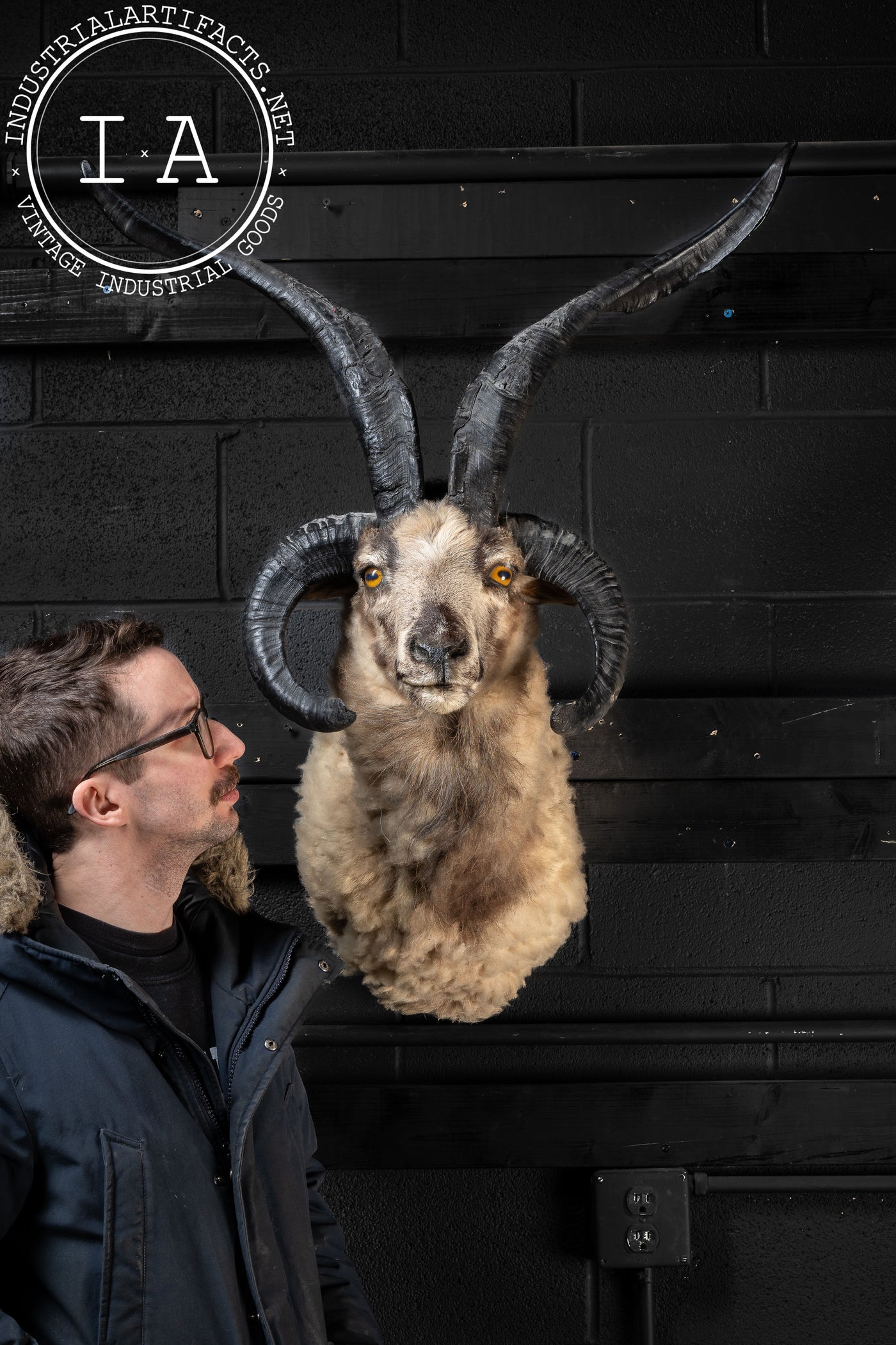 The Jacob Four-Horned Sheep Shoulder Mount Taxidermy