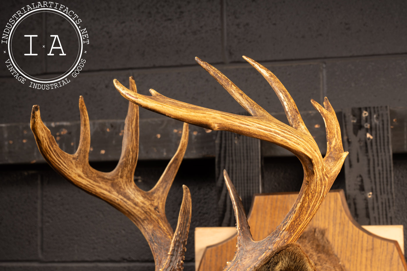 12-Point Buck Deer Trophy