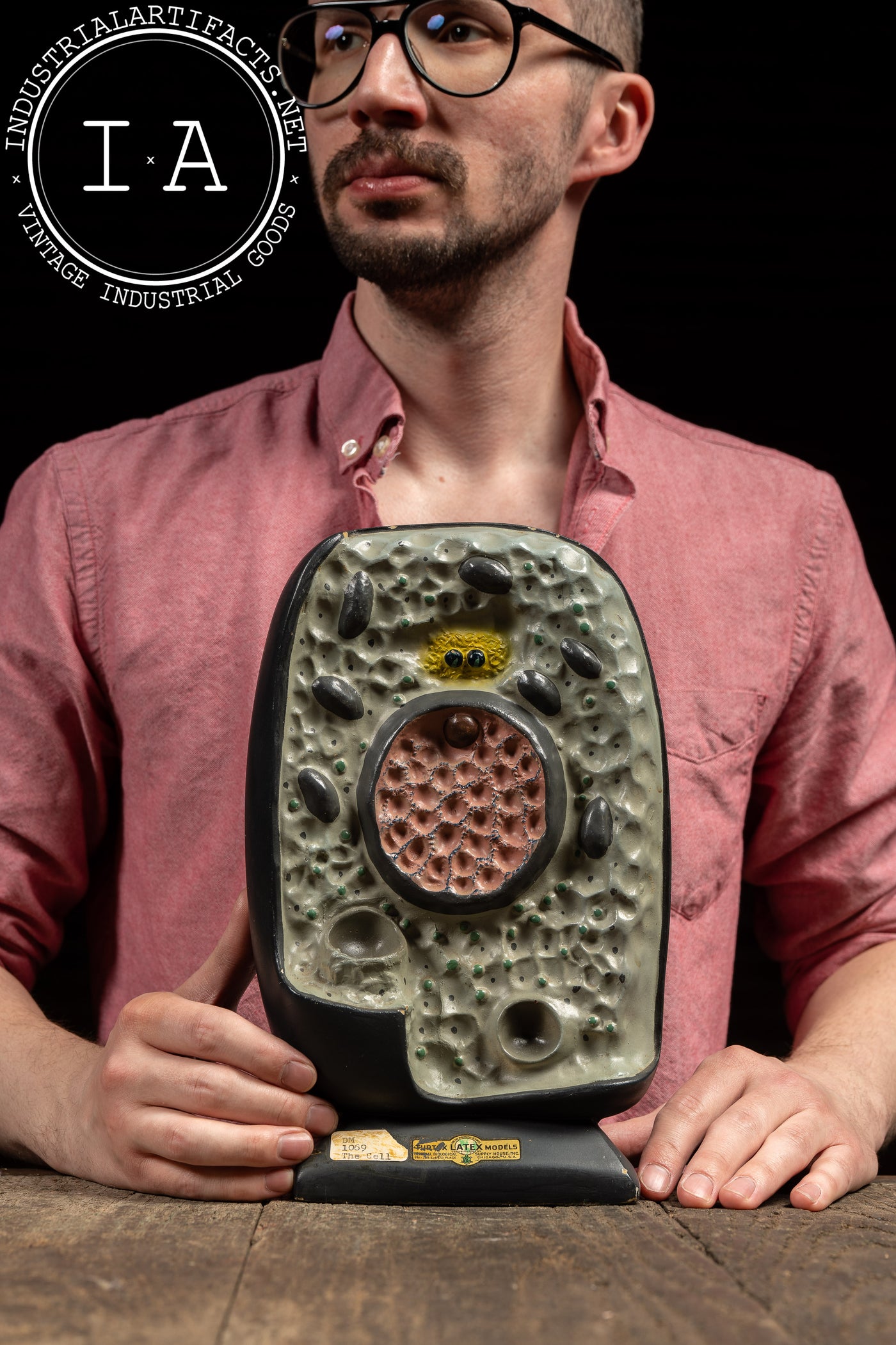 The Cell | Vintage Turtox Scientific Model by General Biological Supply