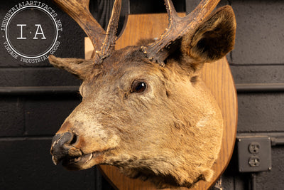 12-Point Buck Deer Trophy