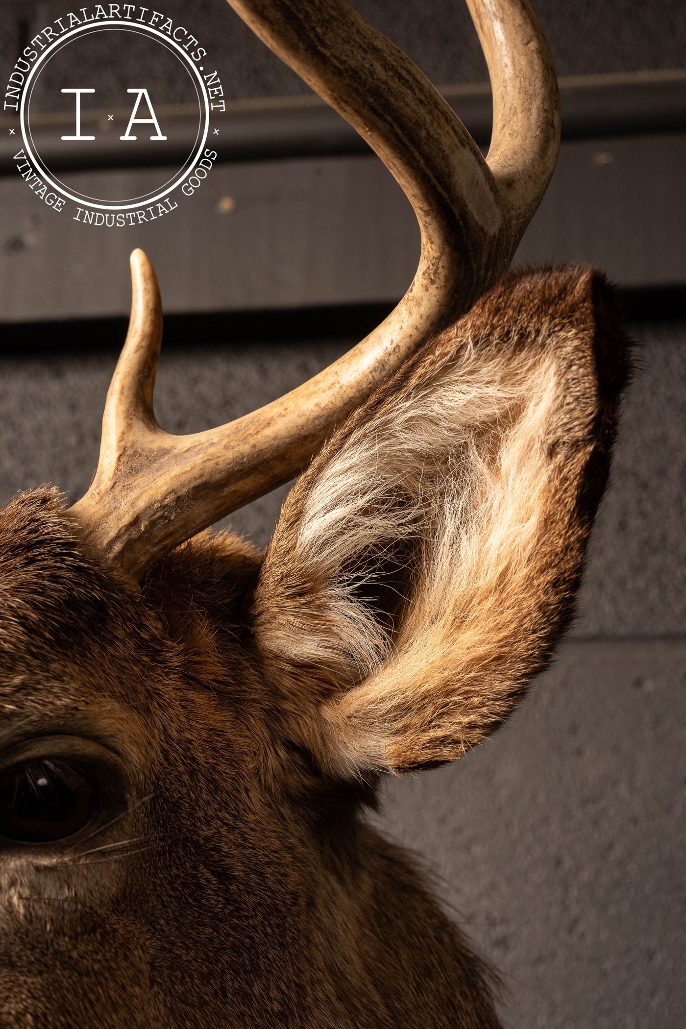 Vintage Six-Point Whitetail Buck Taxidermy Mount