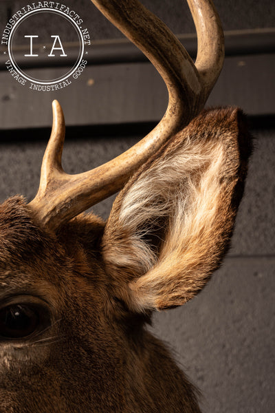Vintage Six-Point Whitetail Buck Taxidermy Mount