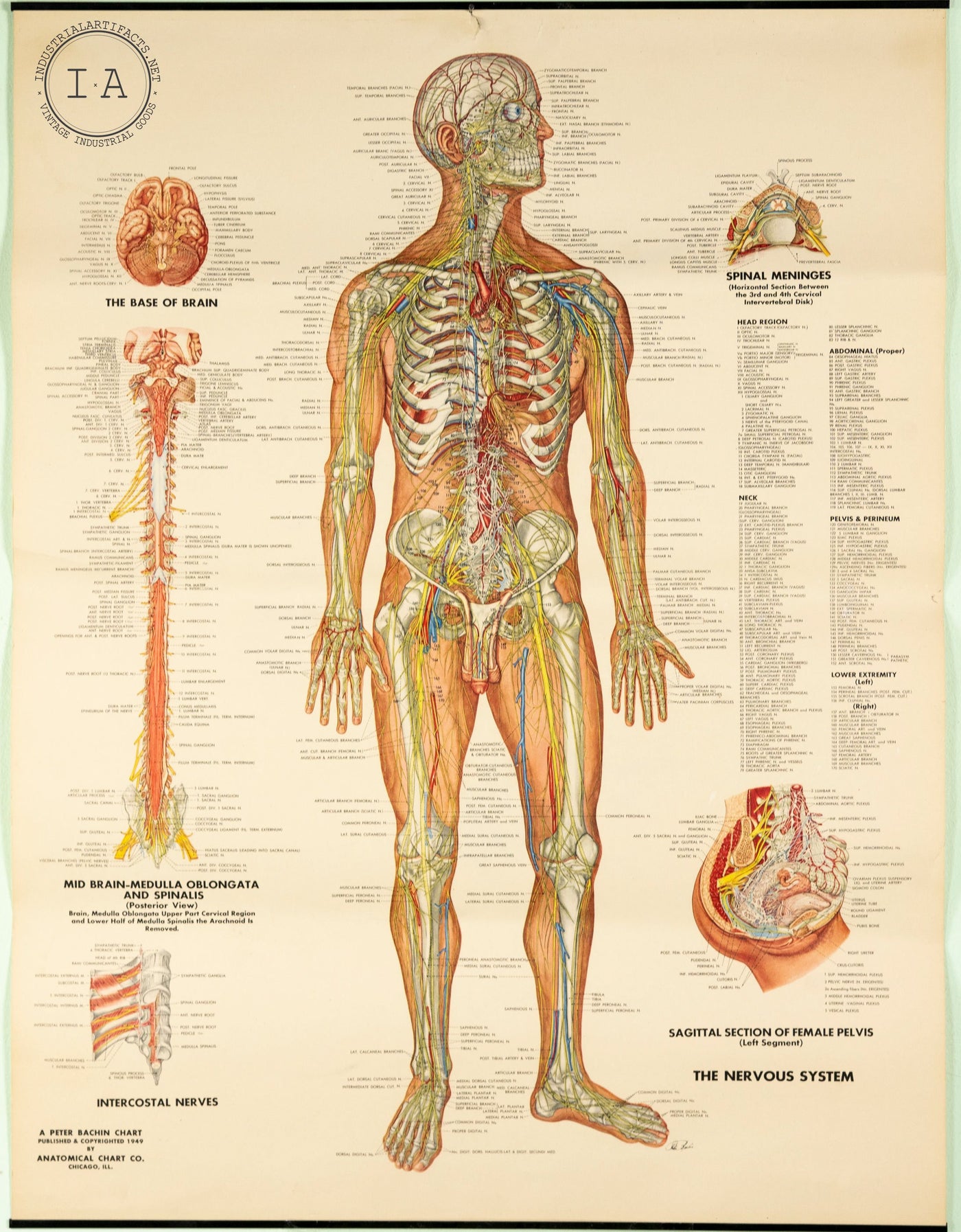 1949 Peter Bachin Male Anatomy Nervous System Chart
